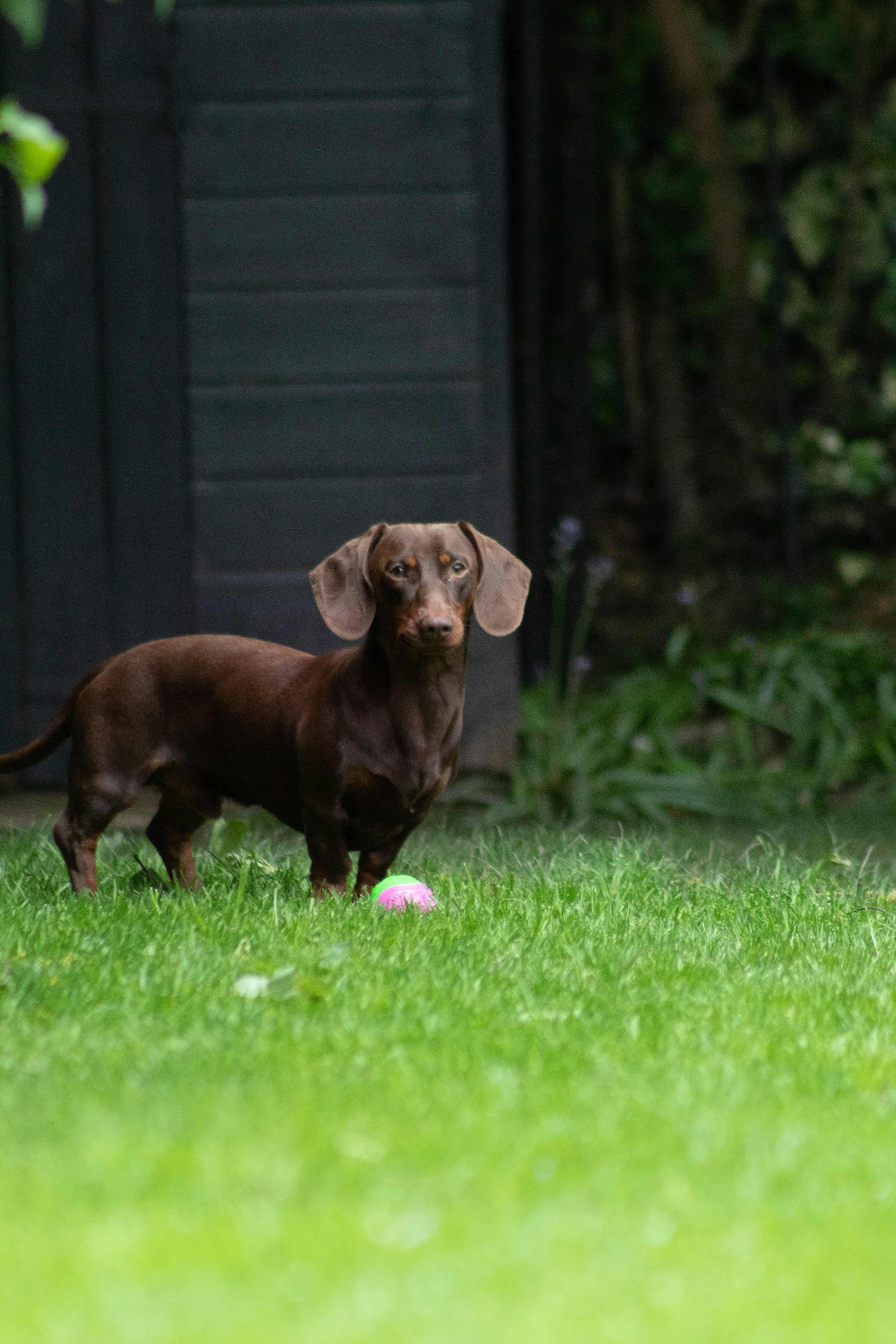 Dachshund