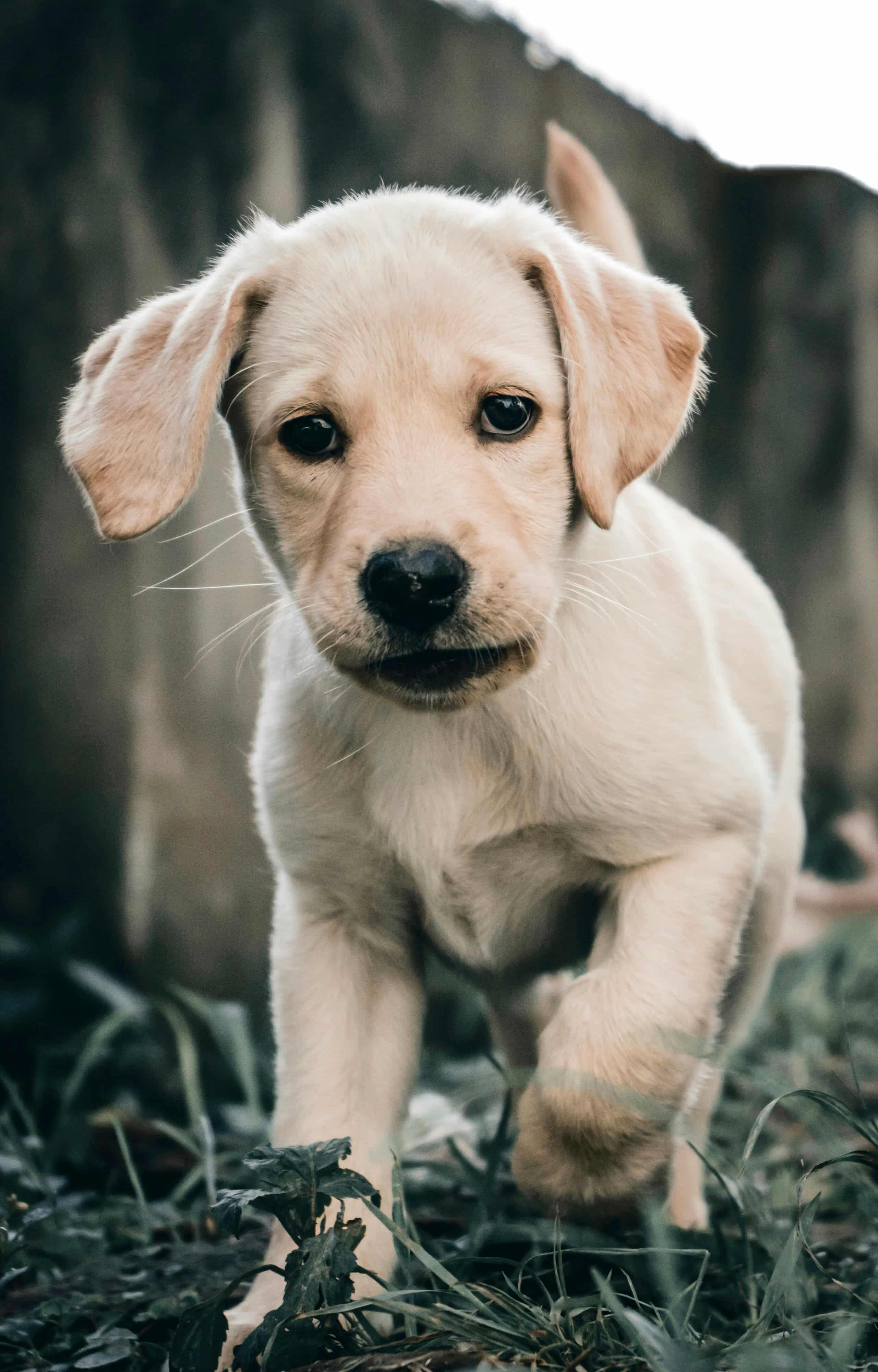 Labrador Retriever