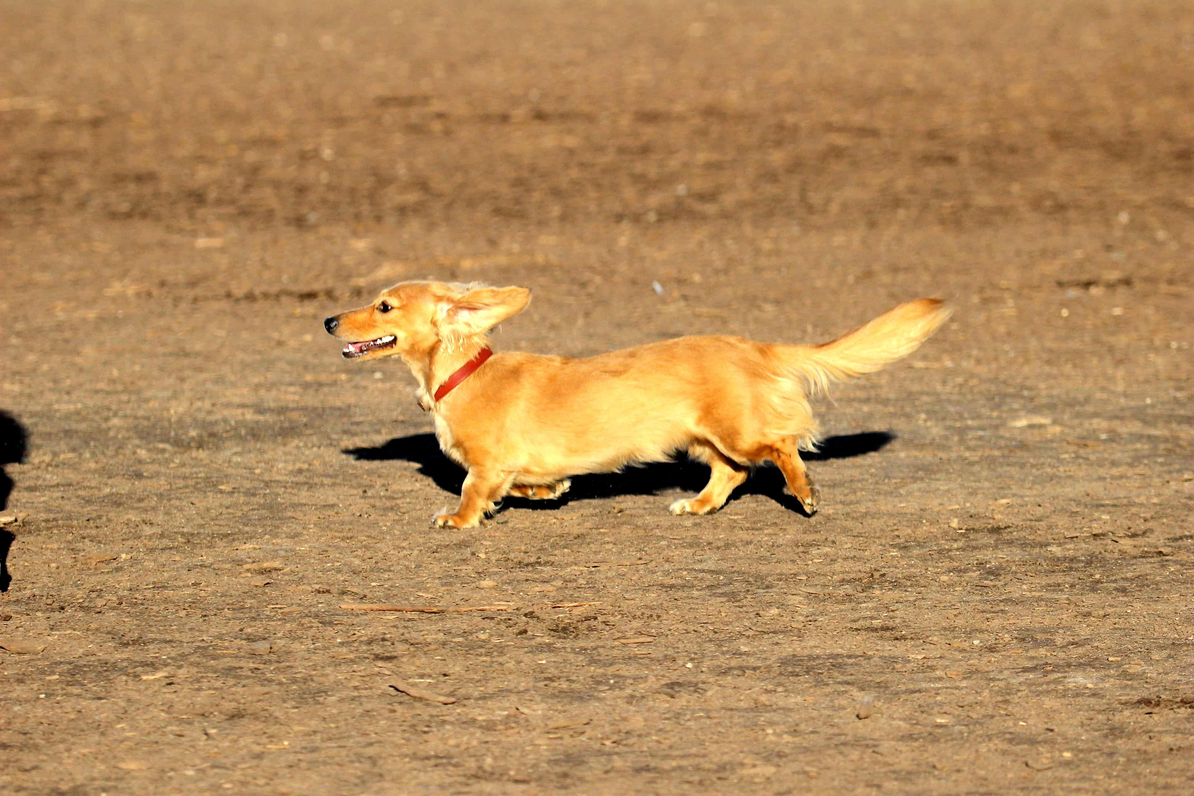 Long Haired Dachshund