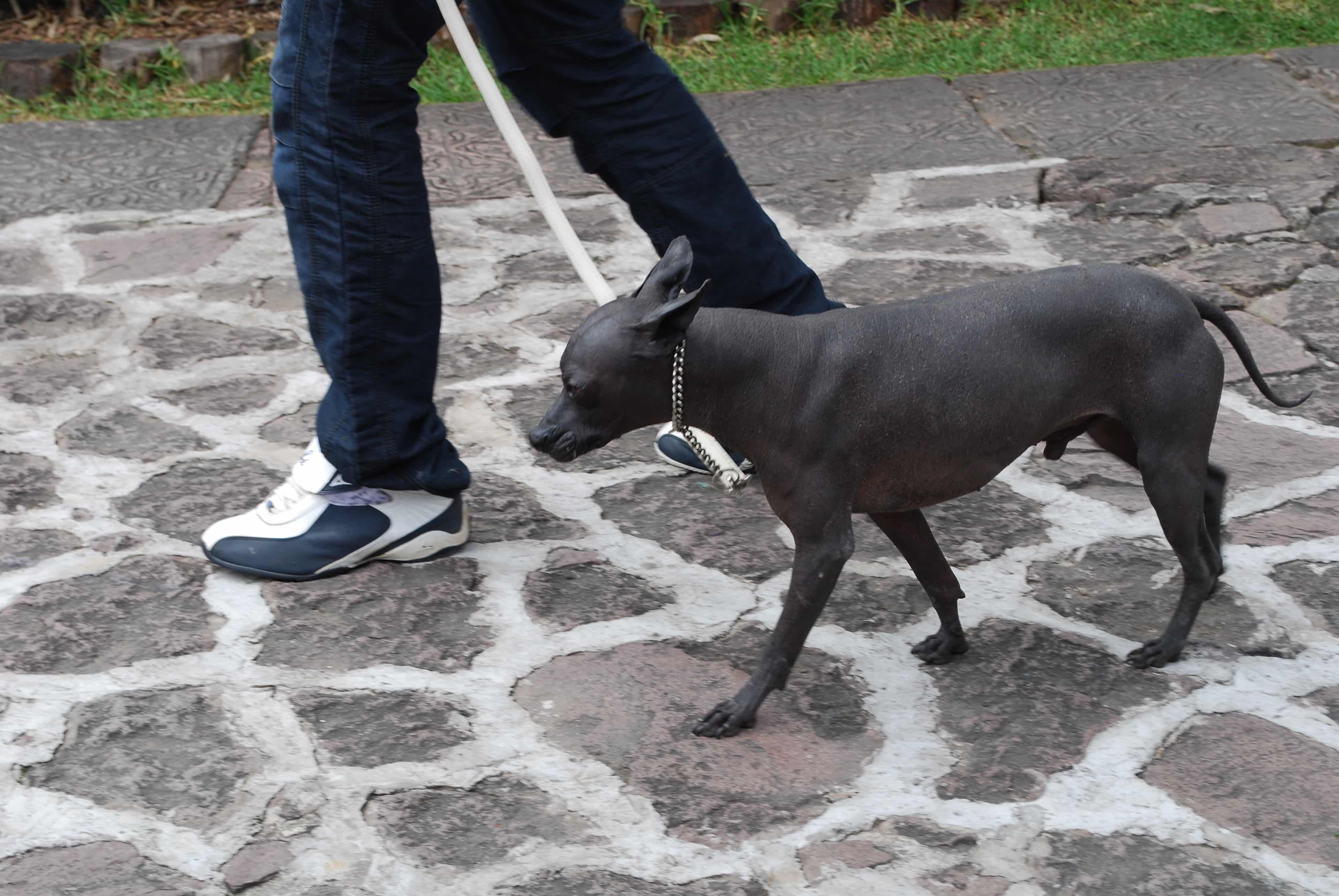 Xoloitzcuintli