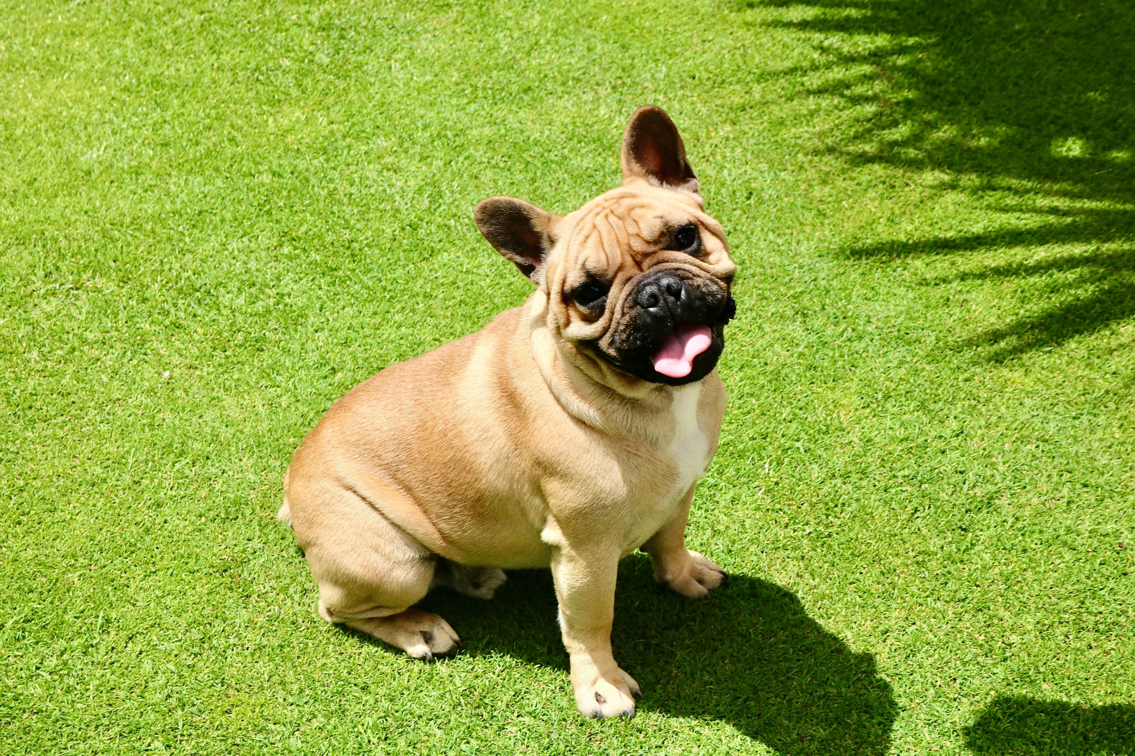Bulldog