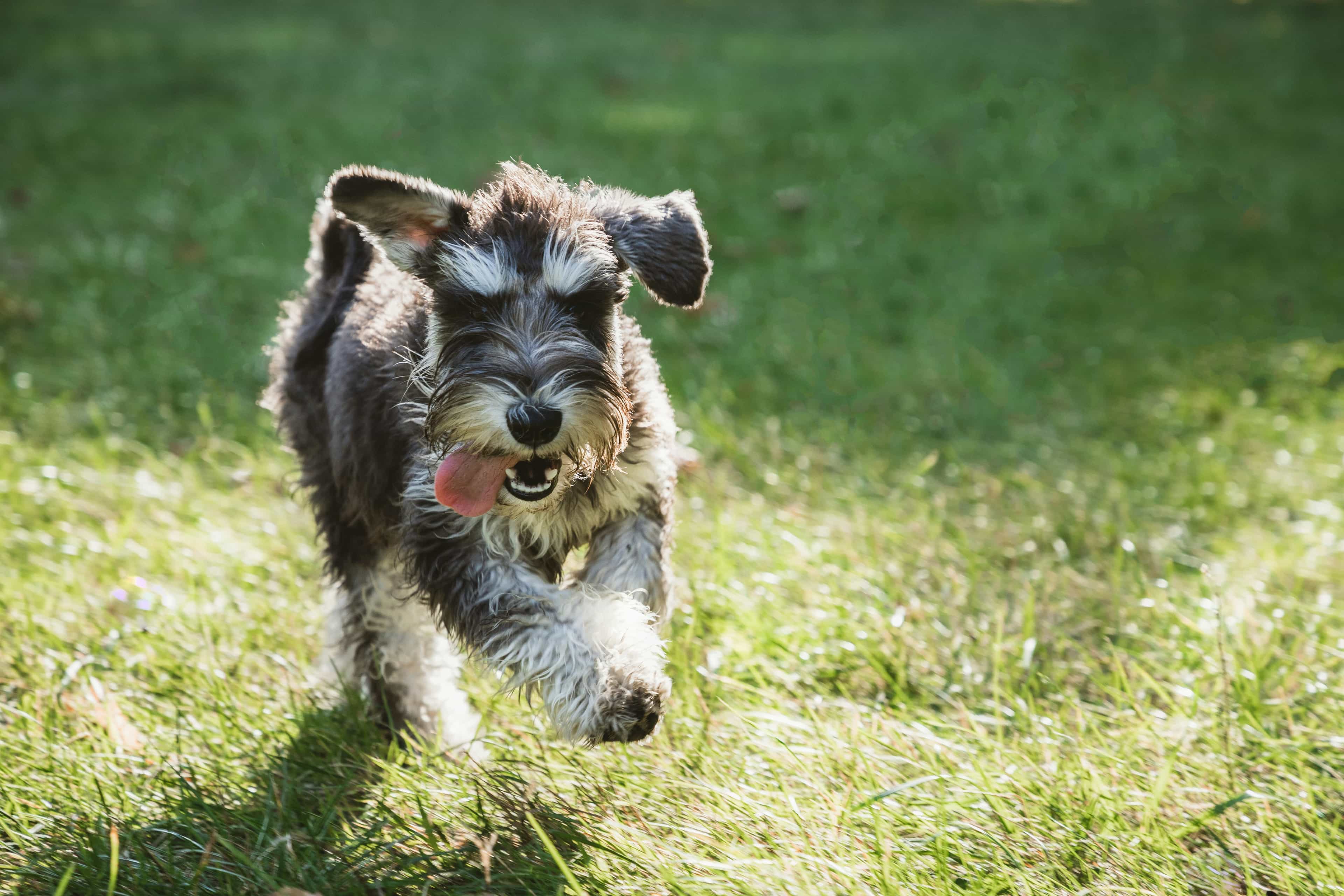 Miniature Schnauzer
