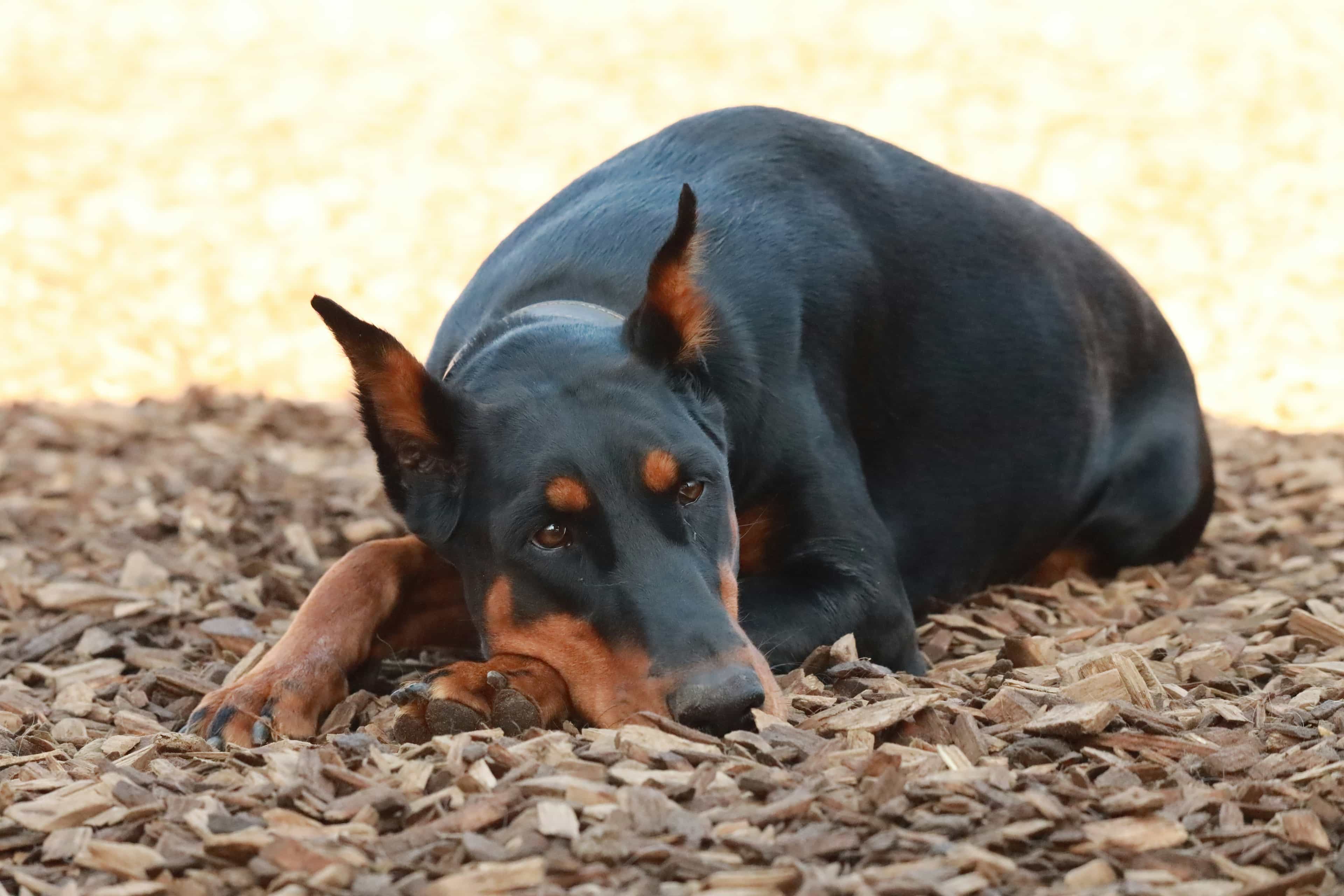 Doberman Pinscher