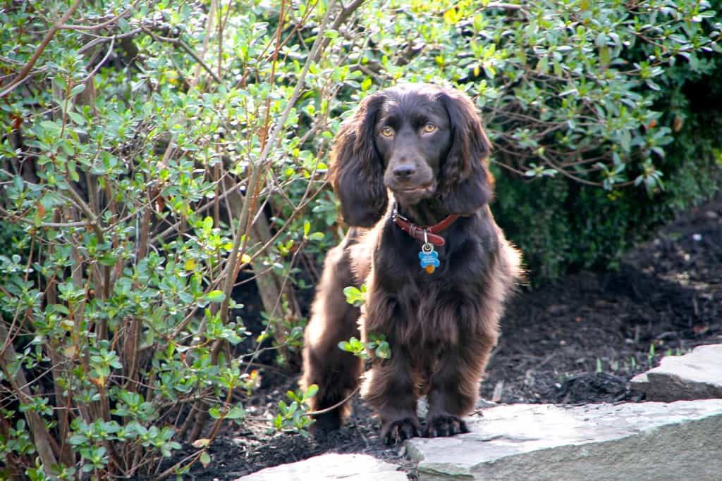 Boykin Spaniel