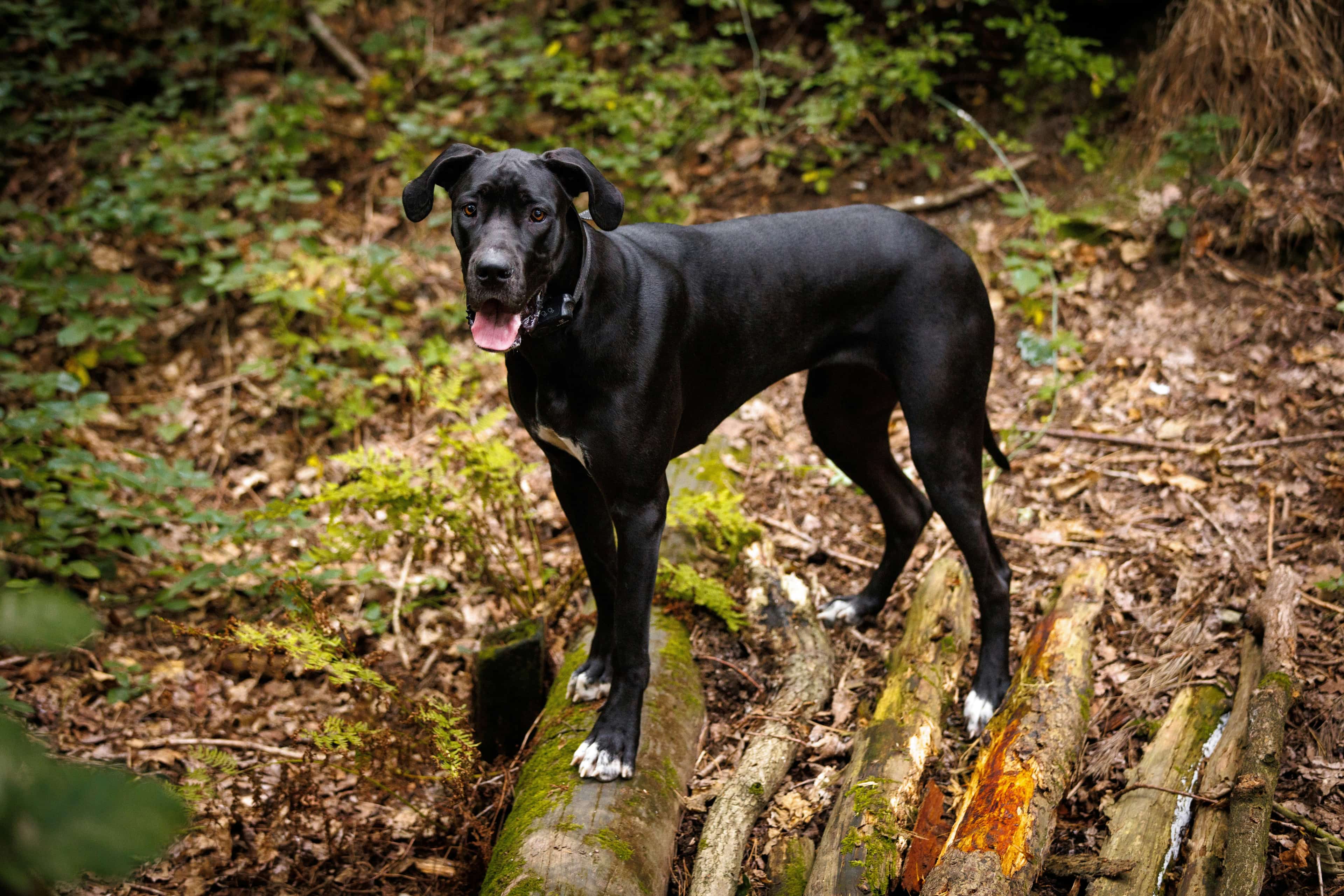 Great Dane