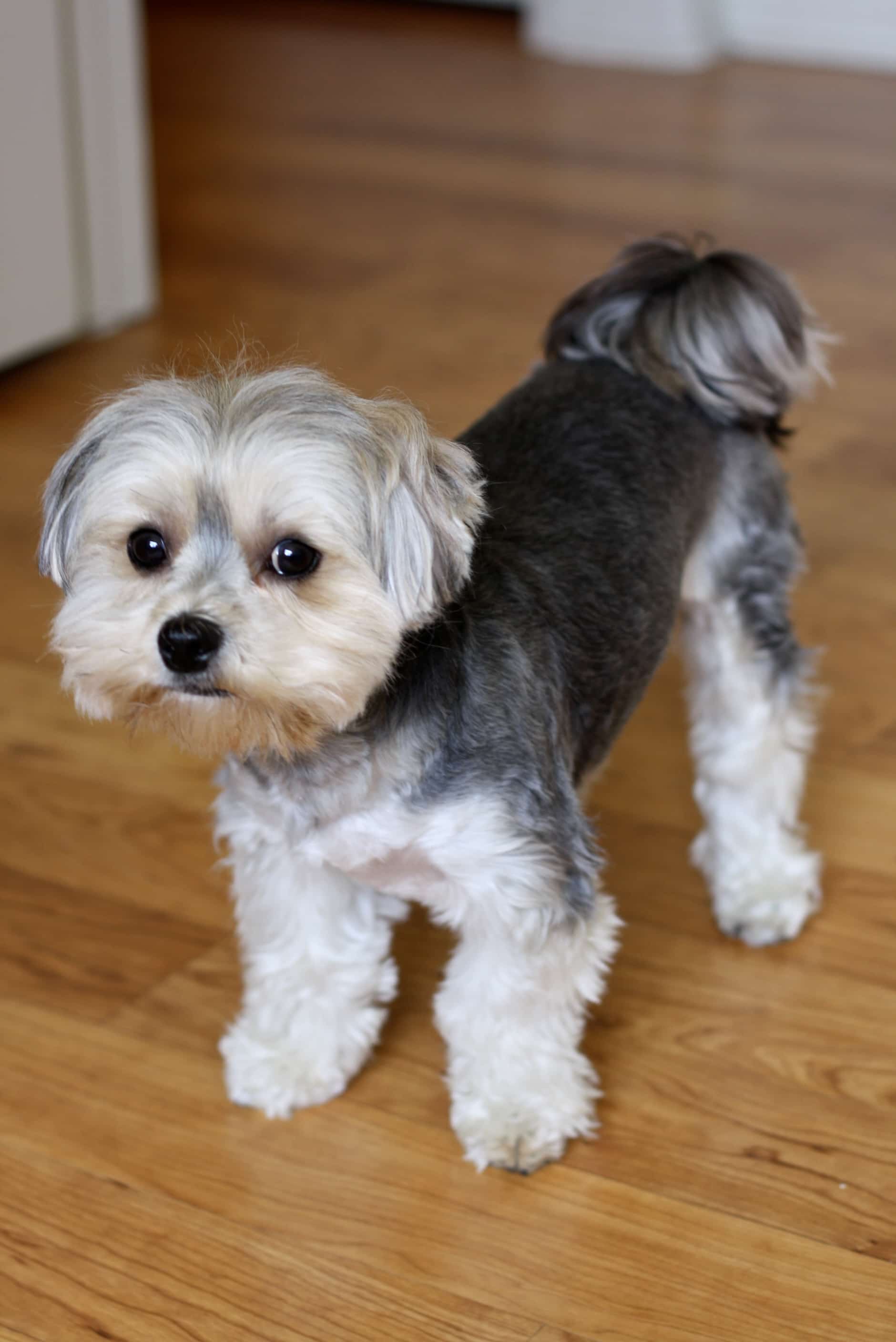 Morkie