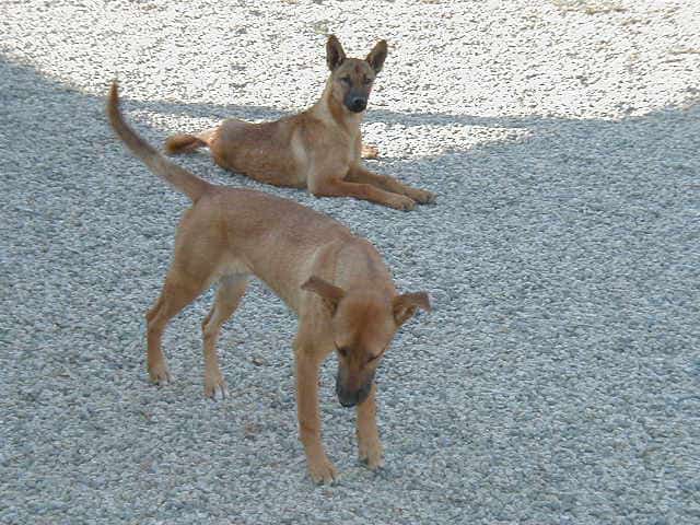 Carolina Dog
