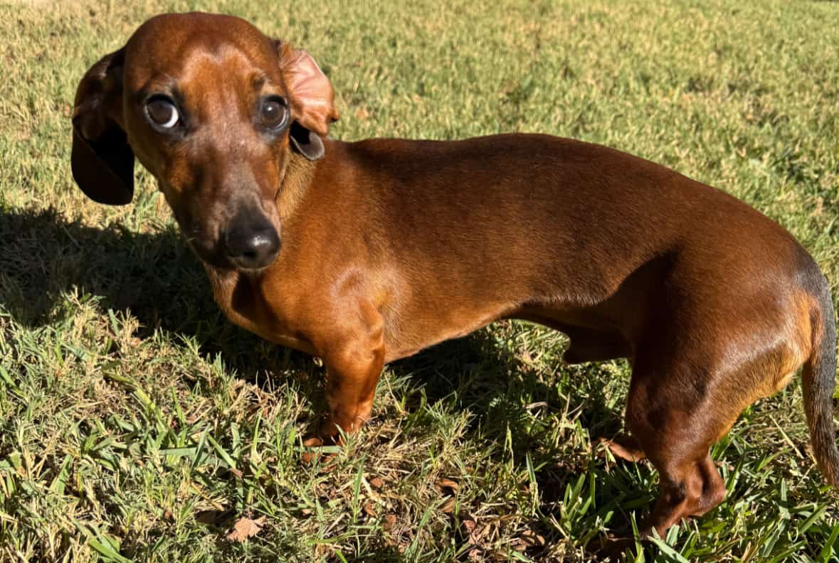 Miniature Dachshund