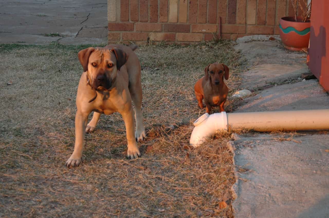 Boerboel