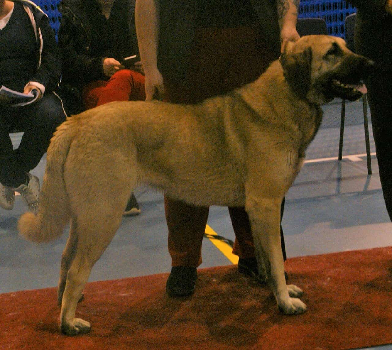 Kangal Dog