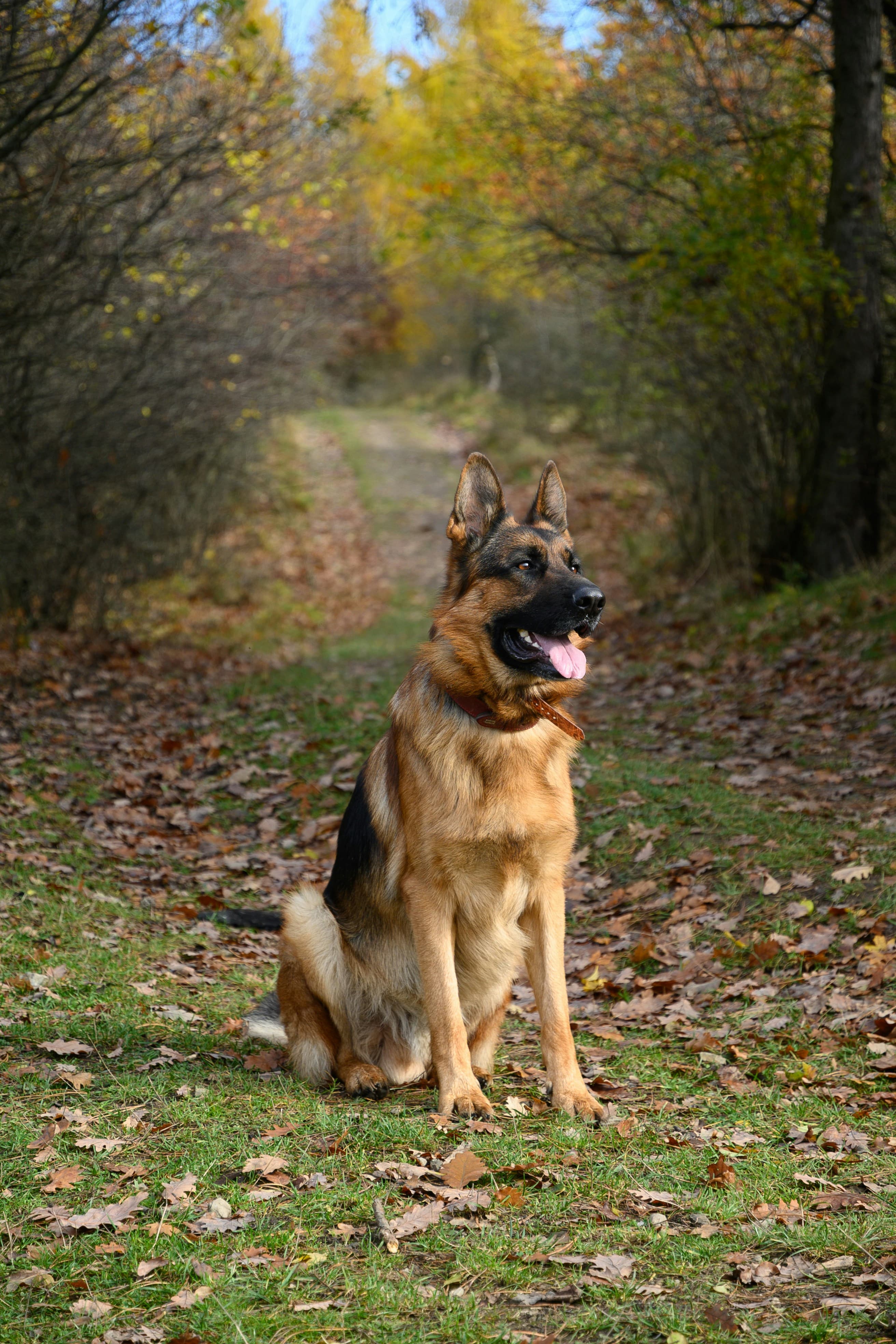 German Shepherd Dog