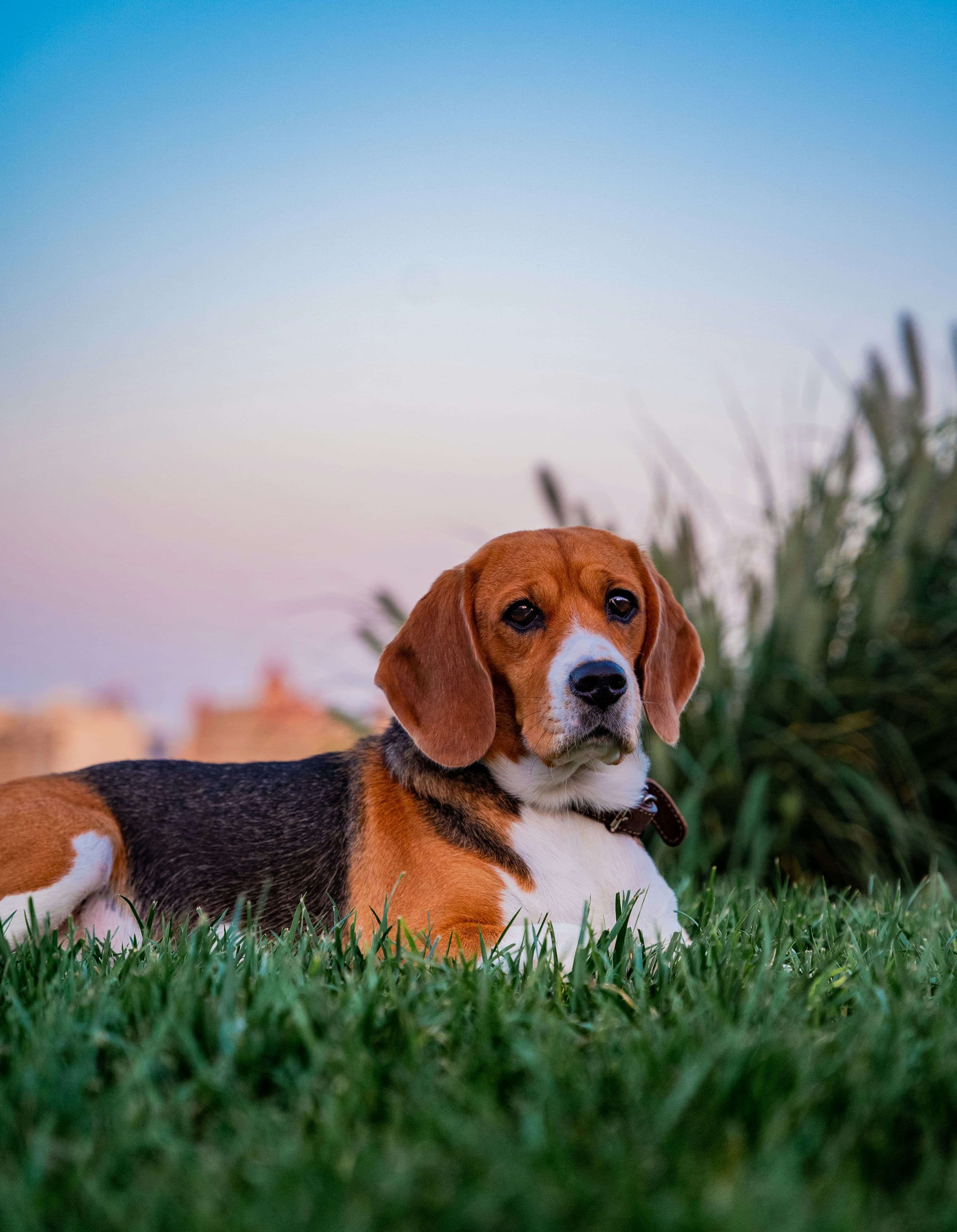 Beagle