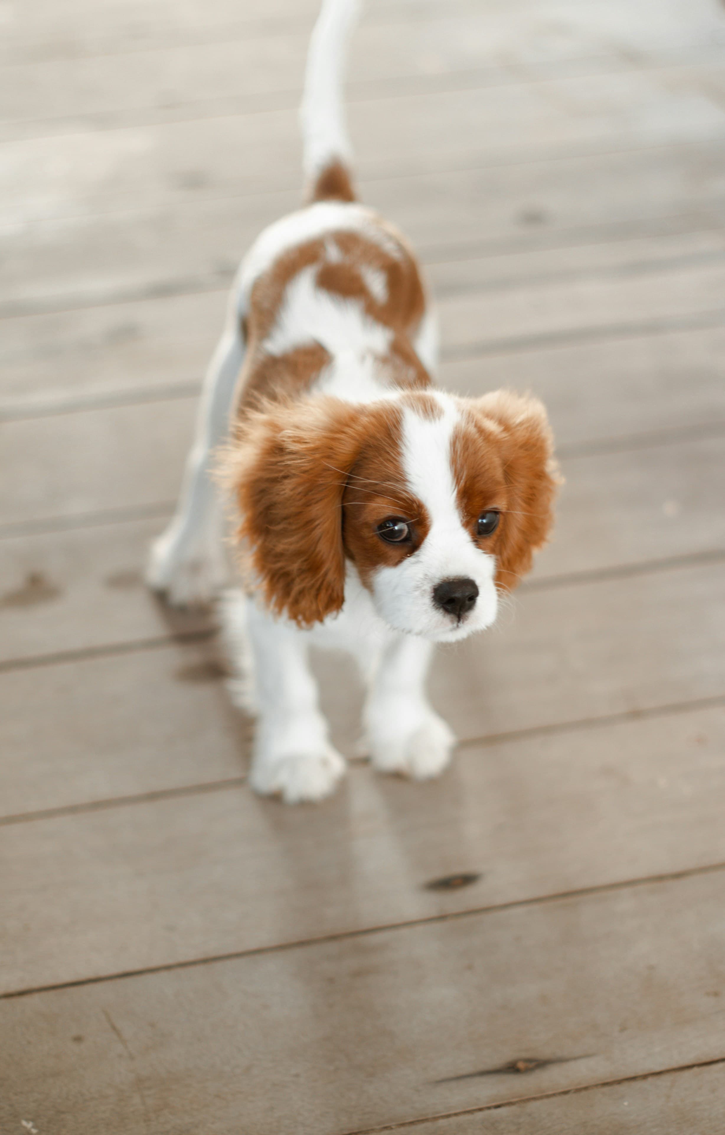 Cavalier King Charles Spaniel