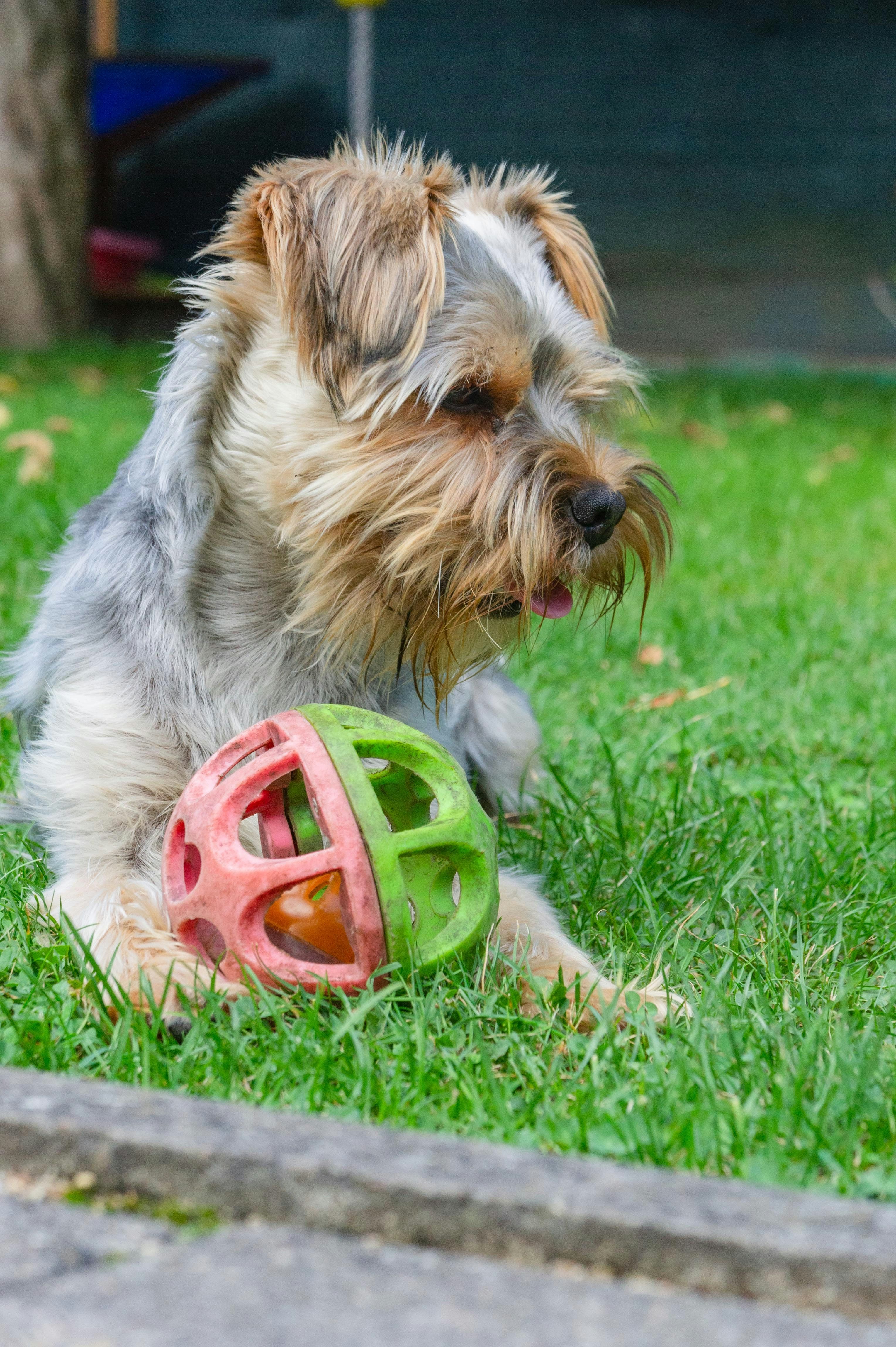Yorkshire Terrier