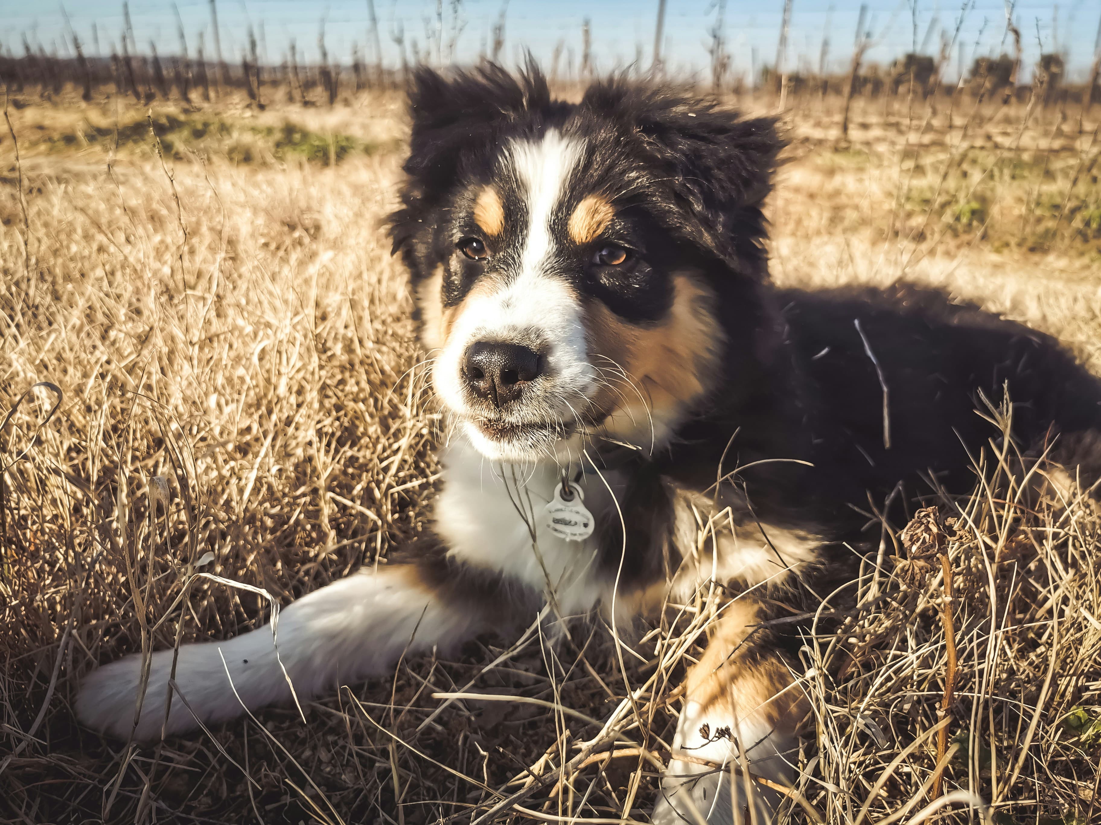 Australian Shepherd