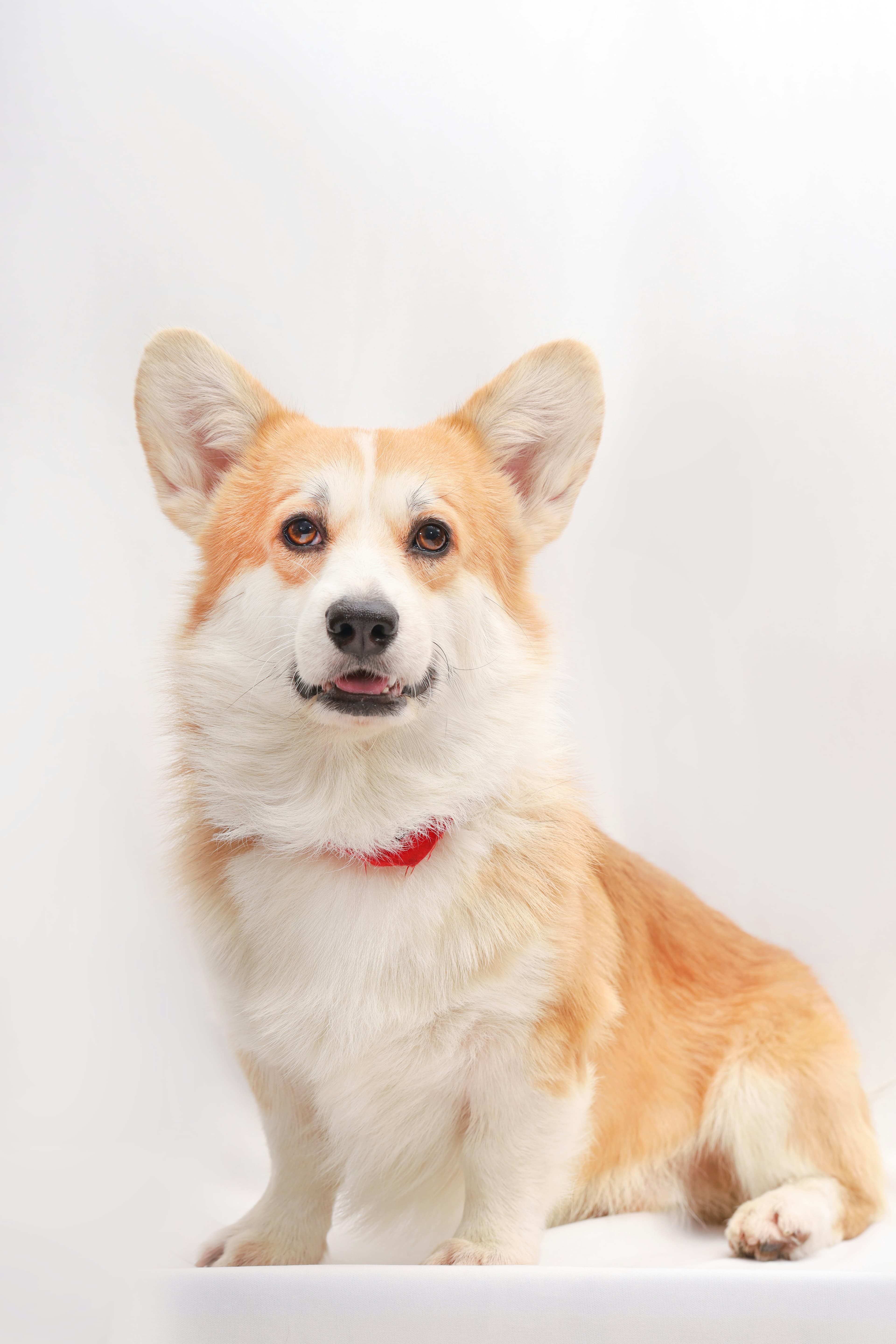 Pembroke Welsh Corgi