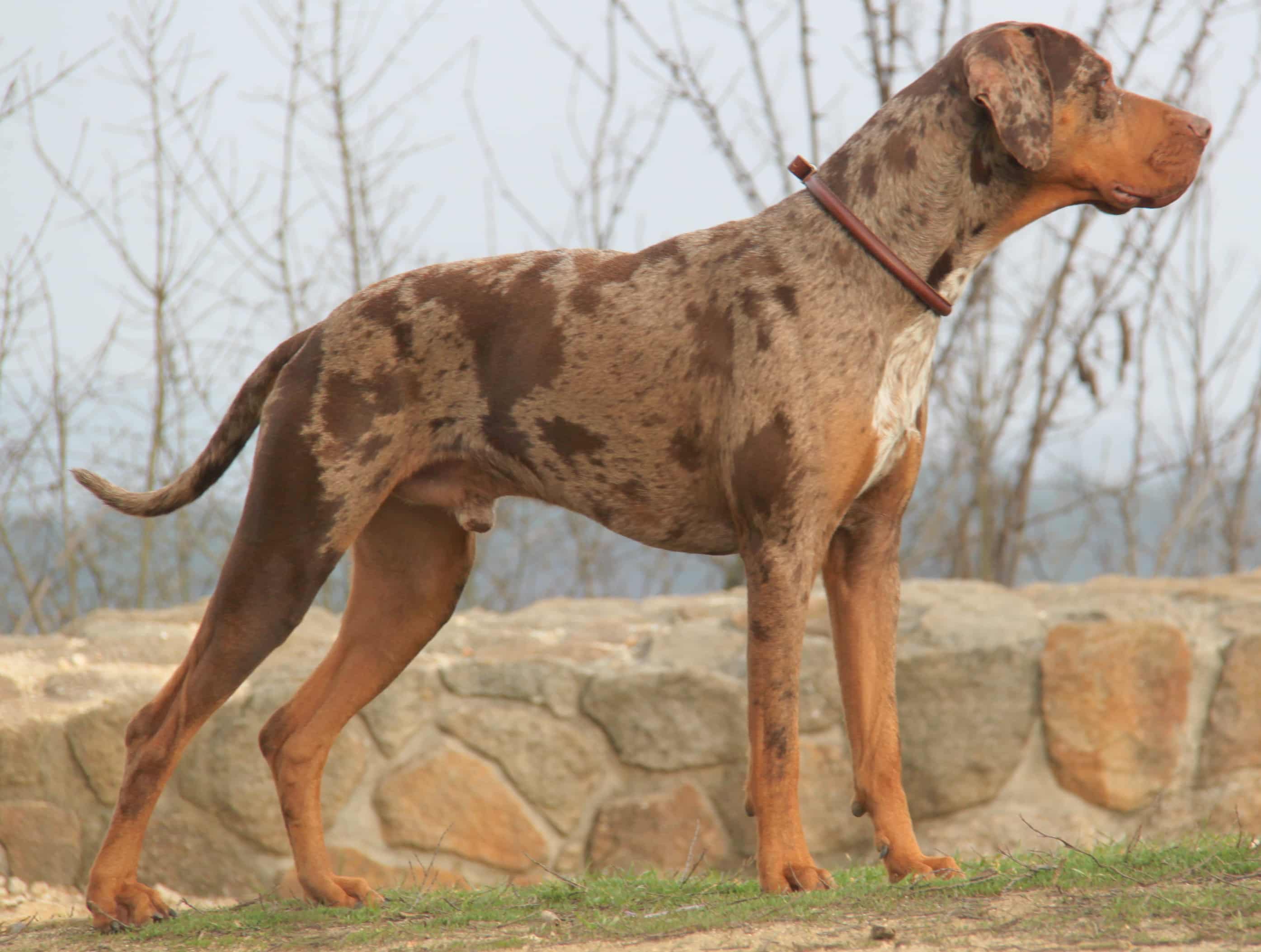 Catahoula Leopard Dog