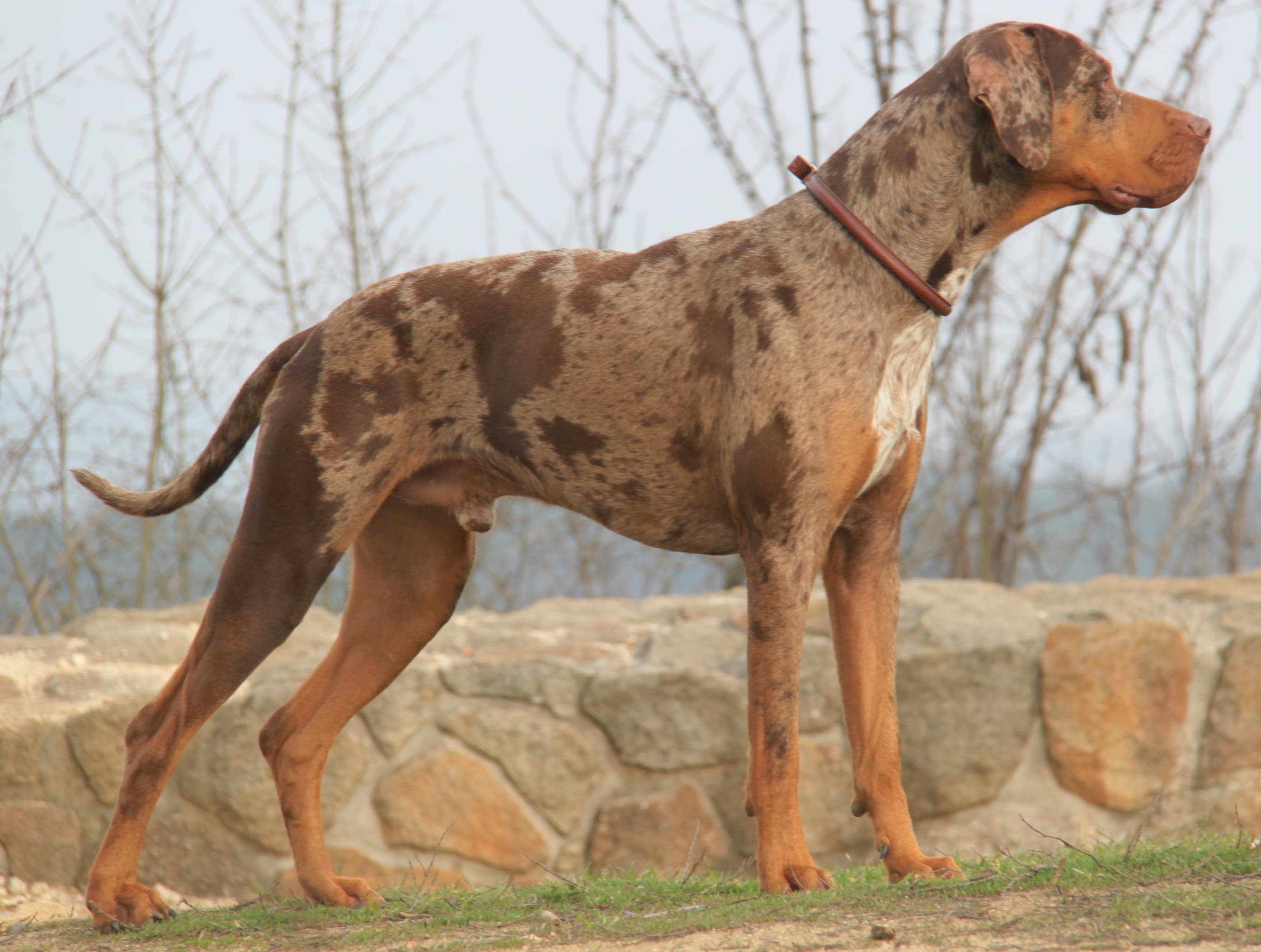Catahoula Leopard Dog