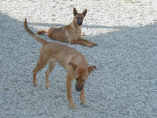 Carolina Dog