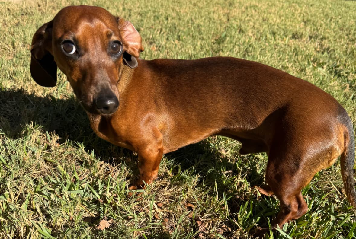 Miniature Dachshund