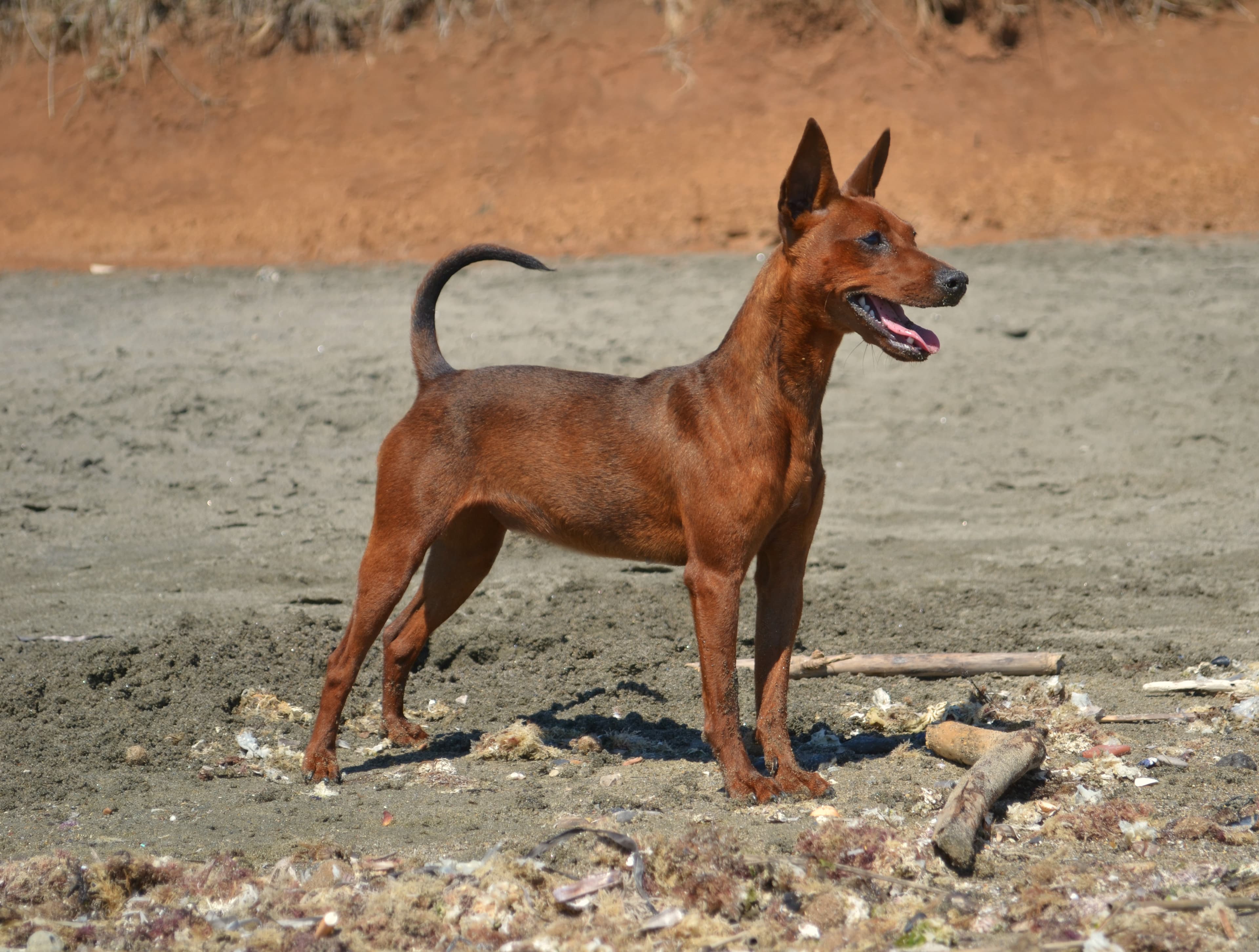 Miniature Pinscher