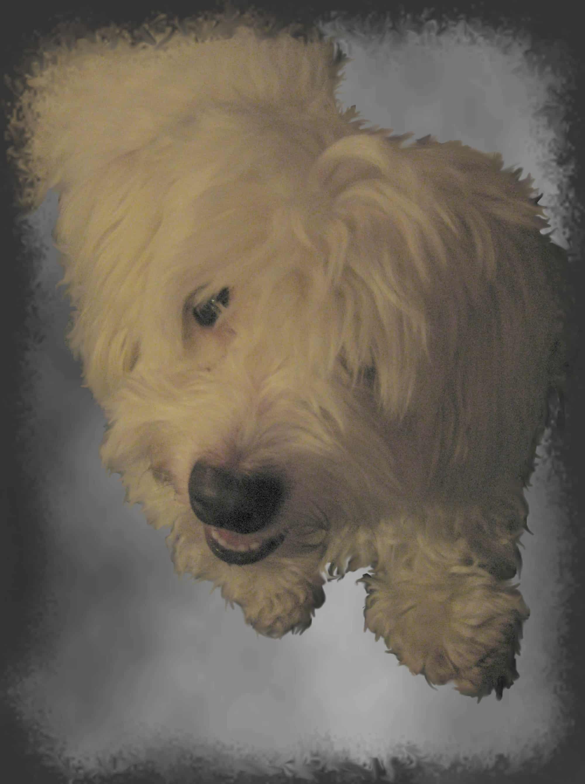 Coton de Tulear