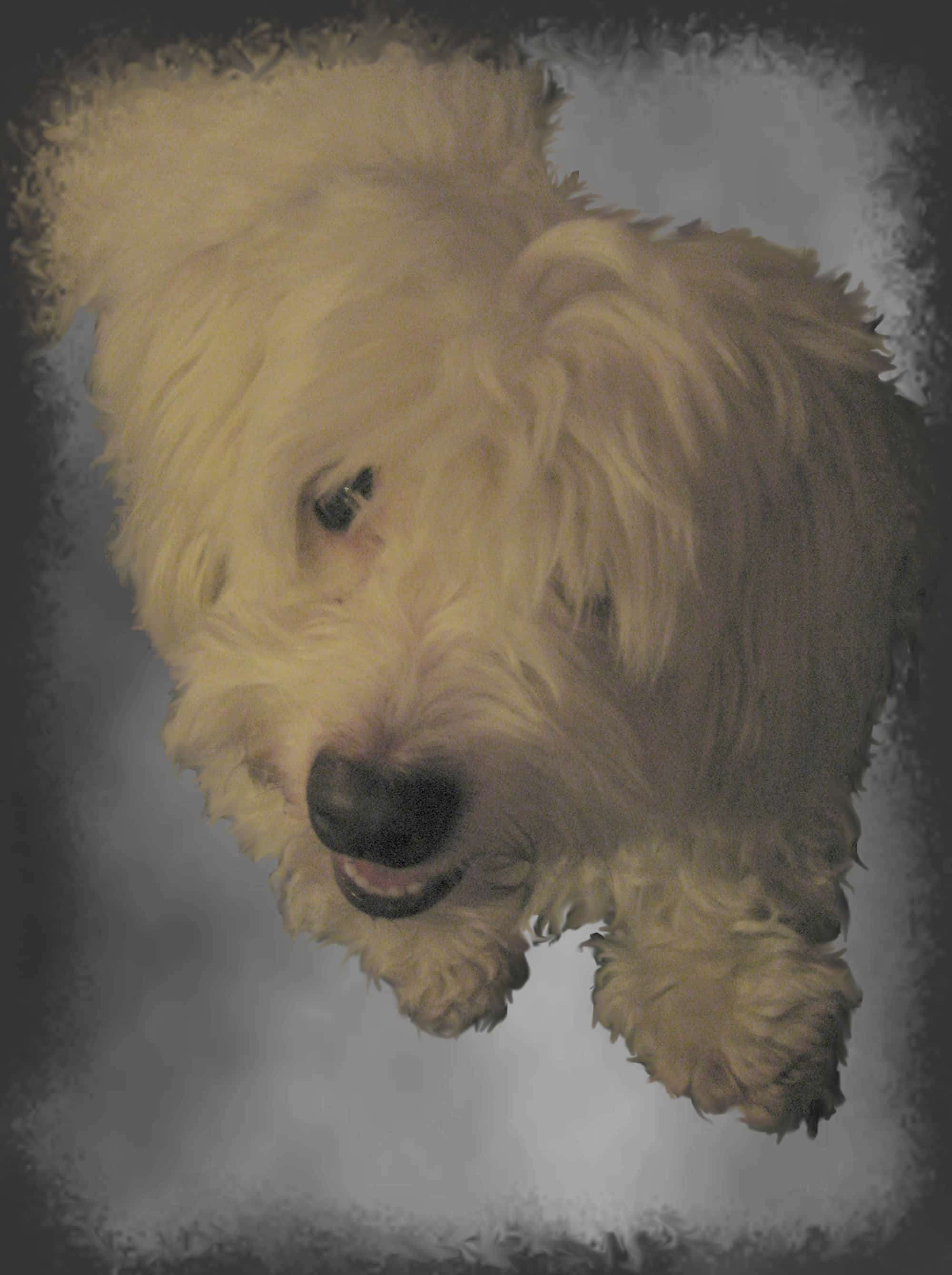 Coton de Tulear