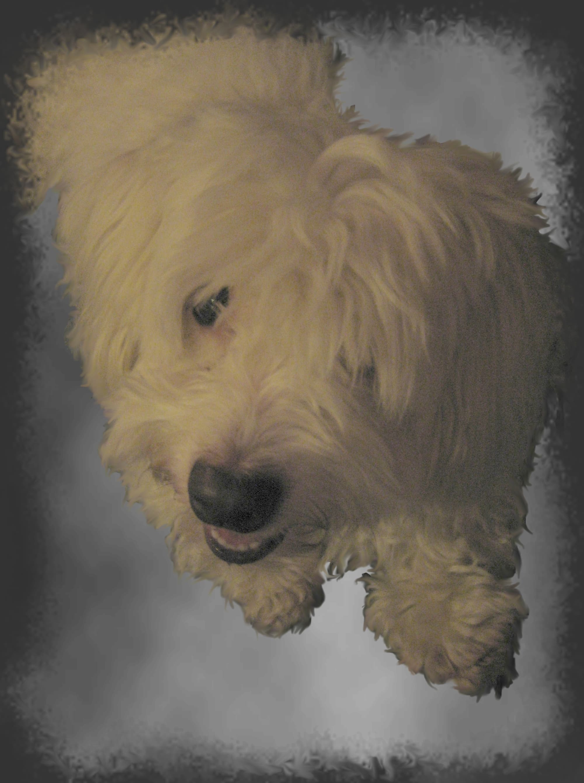 Coton de Tulear