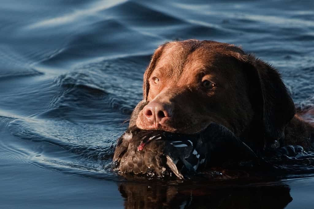 Chesapeake Bay Retriever