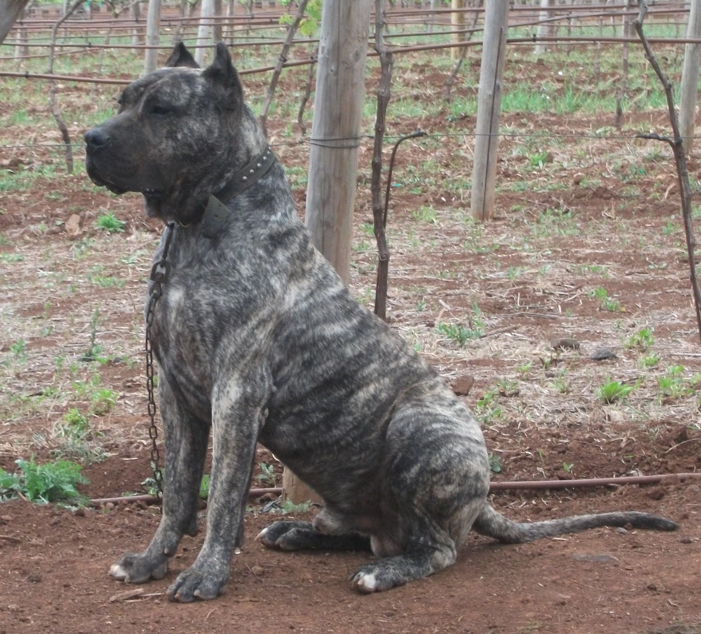Presa Canario