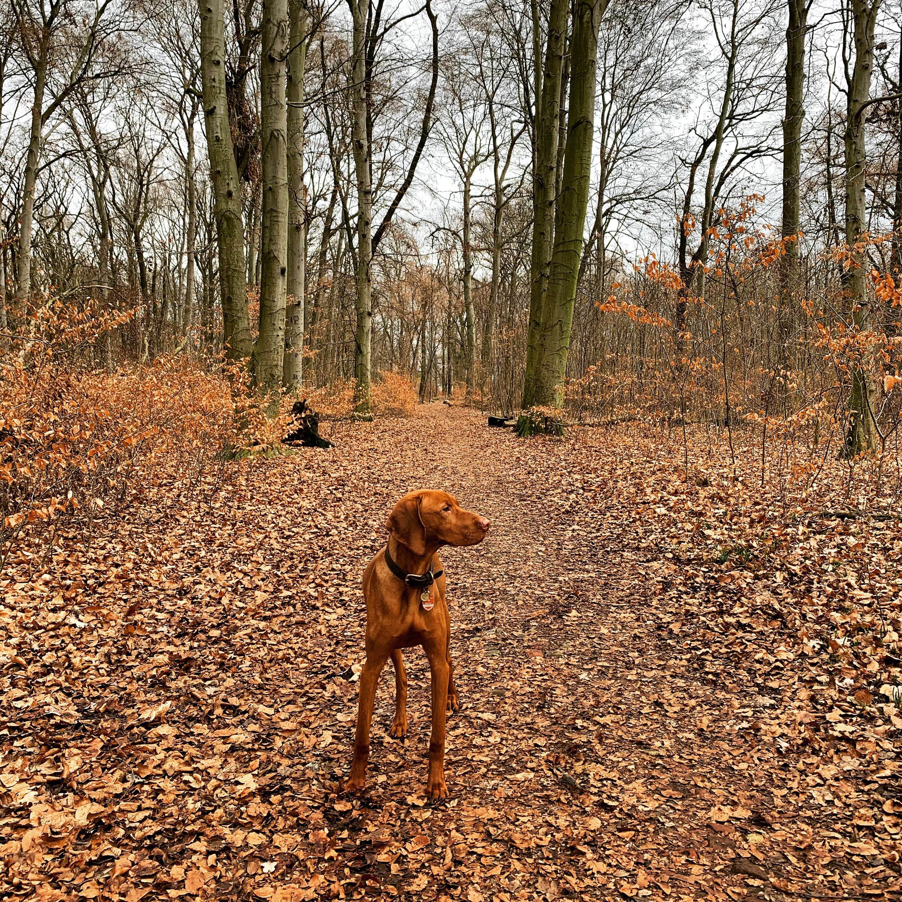 Vizsla