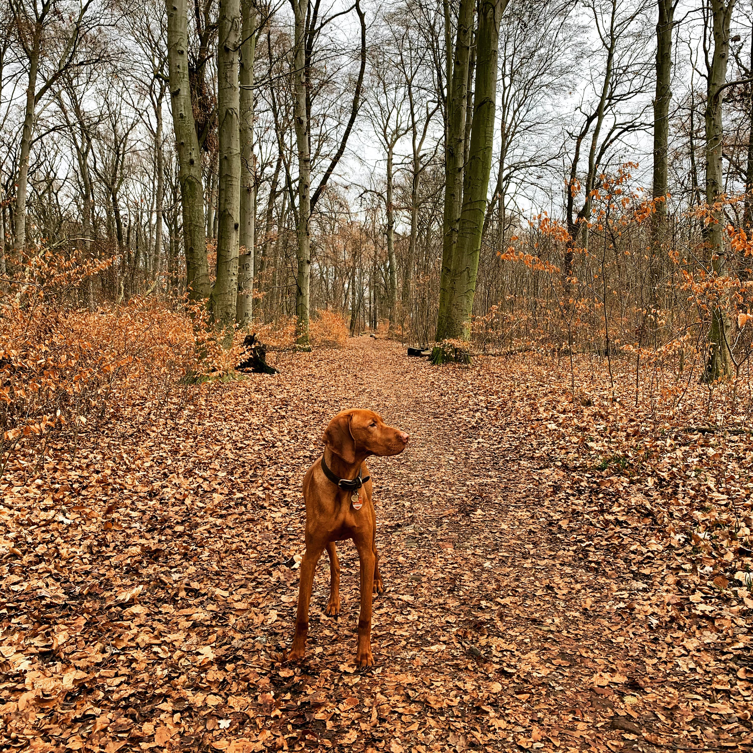 Vizsla