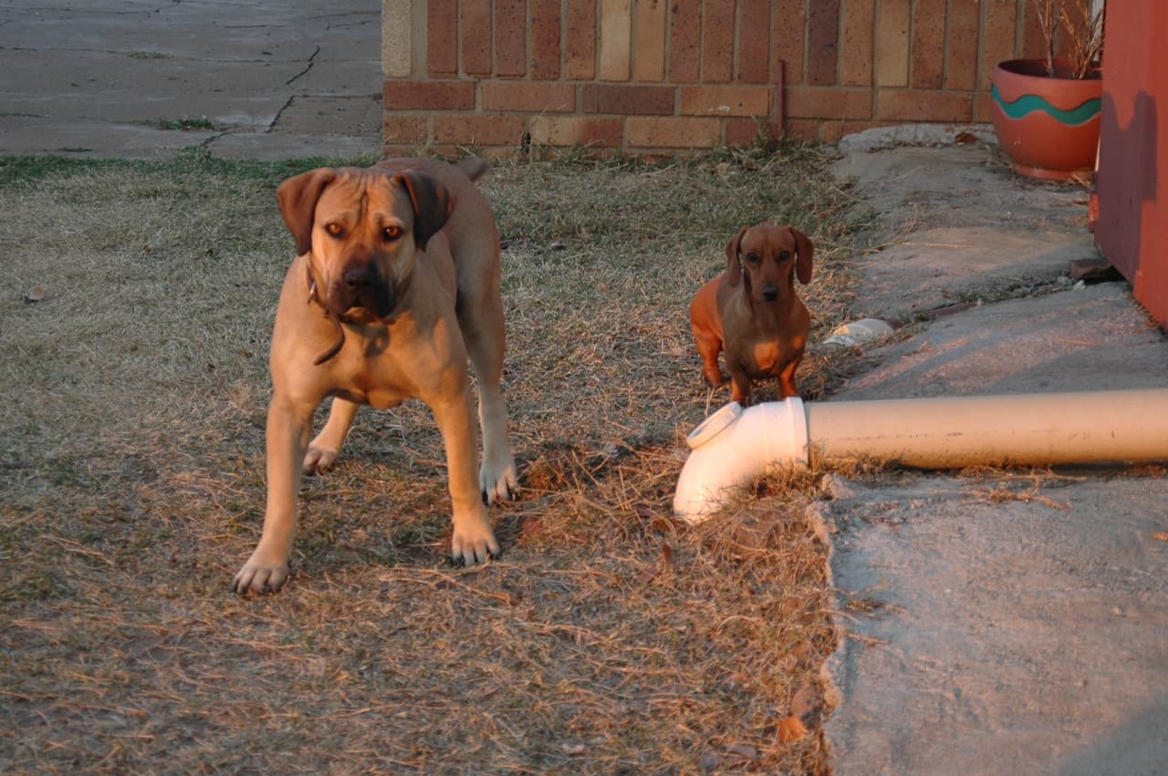 Boerboel