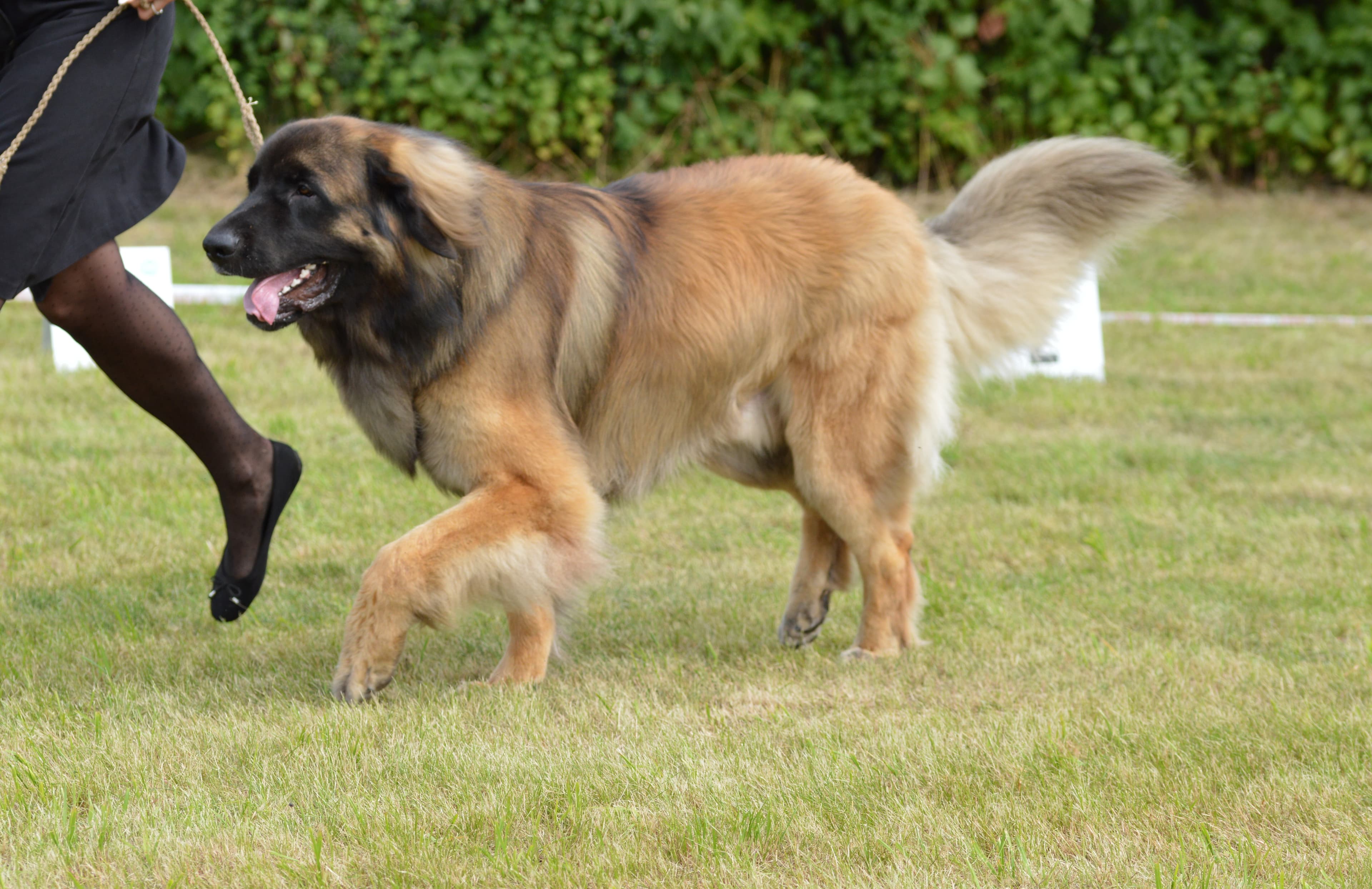 Leonberger