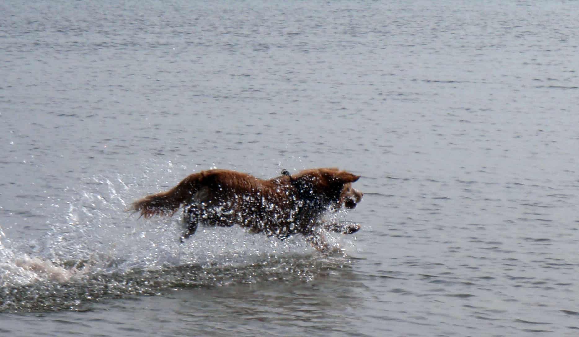 Nova Scotia Duck Tolling Retriever