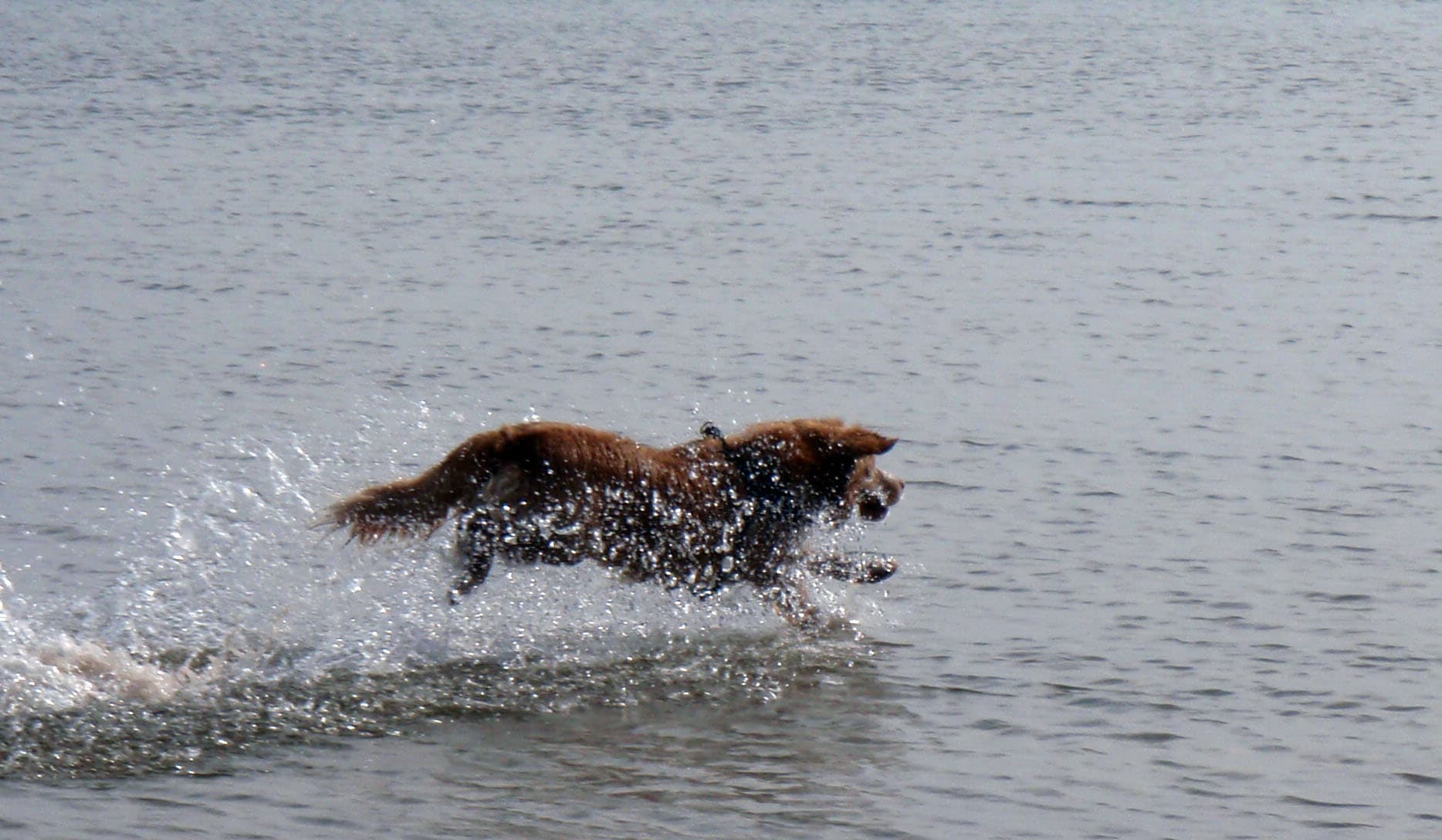 Nova Scotia Duck Tolling Retriever