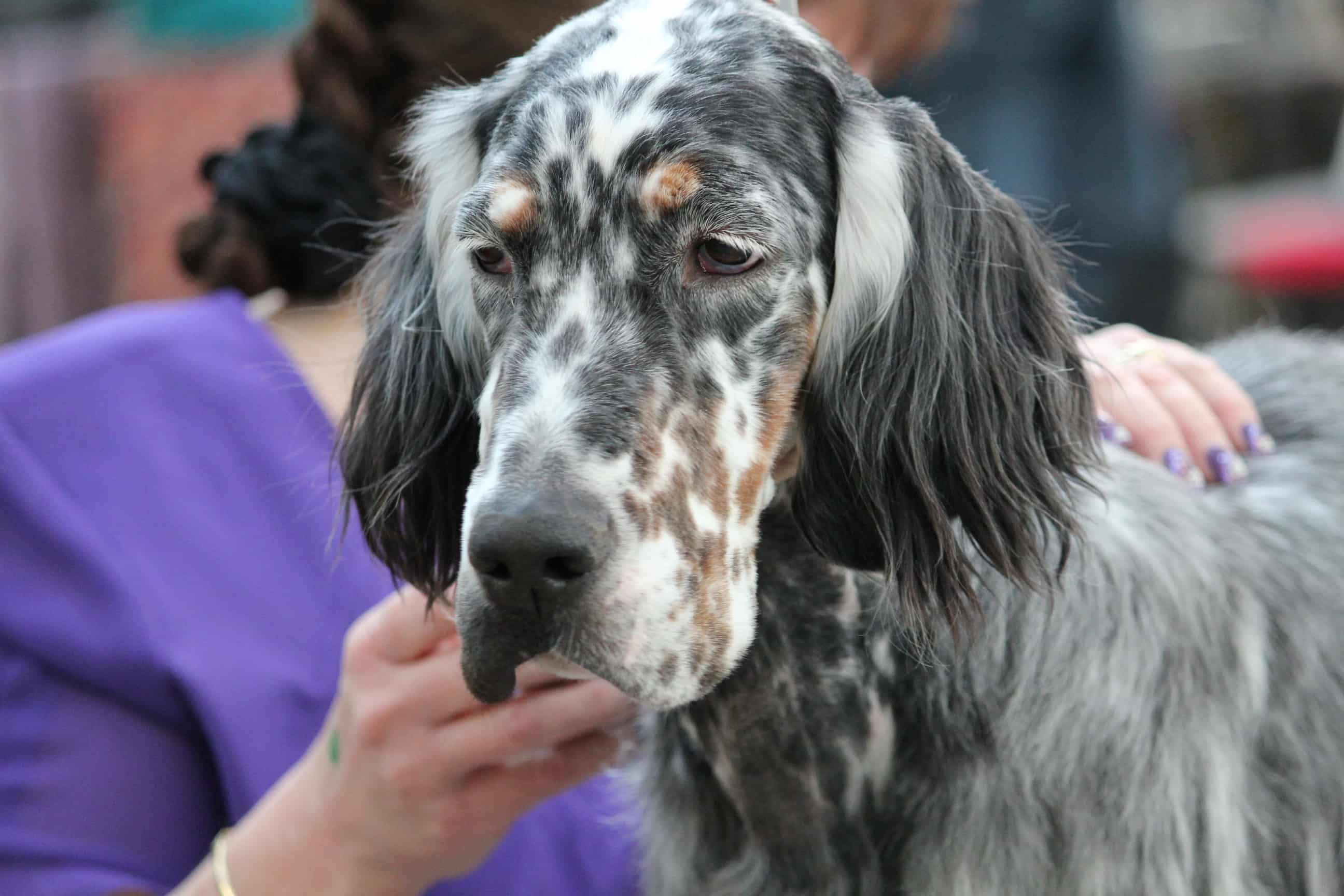 English Setter