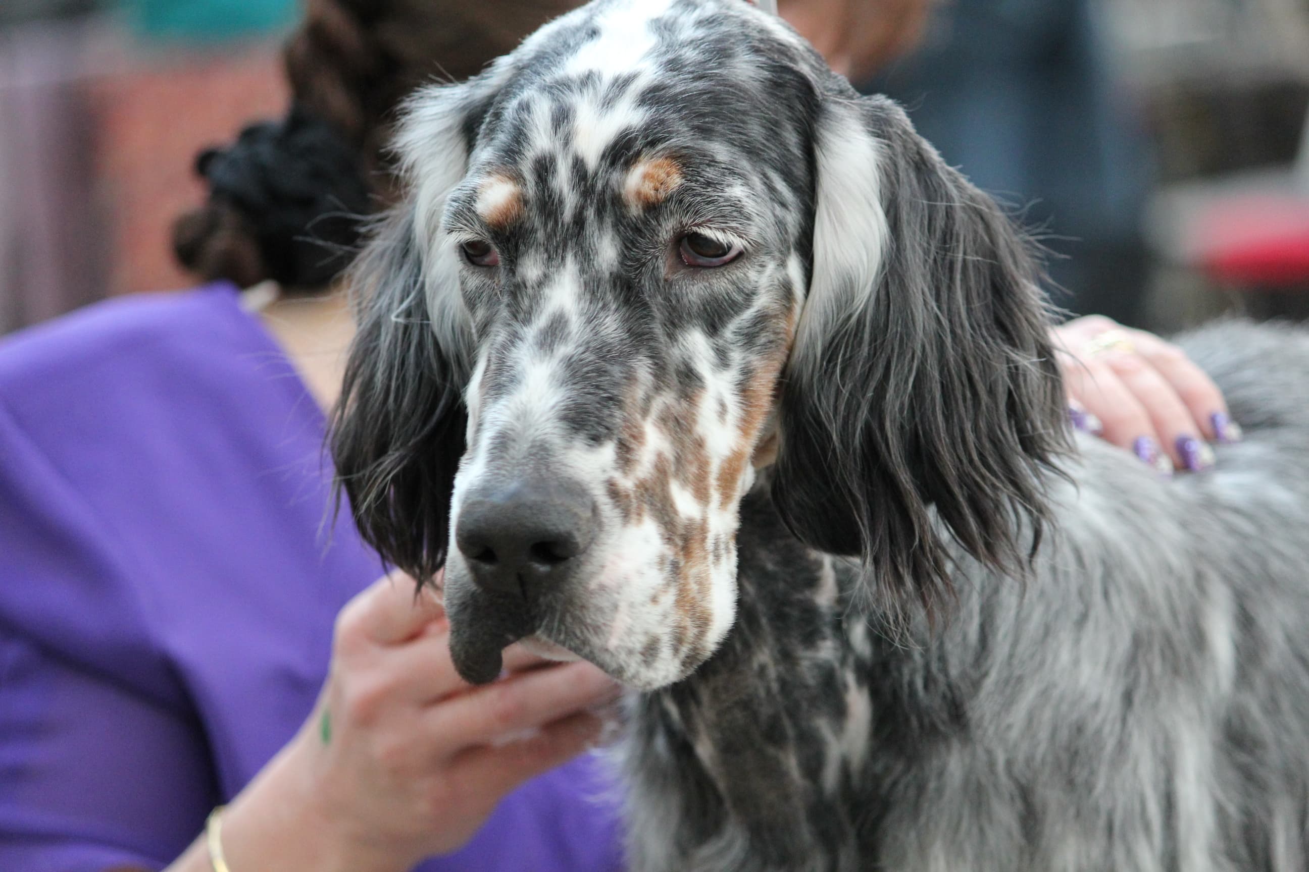 English Setter